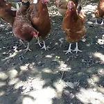 Farm stay U Macieja