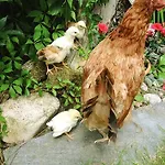 Farm stay U Macieja