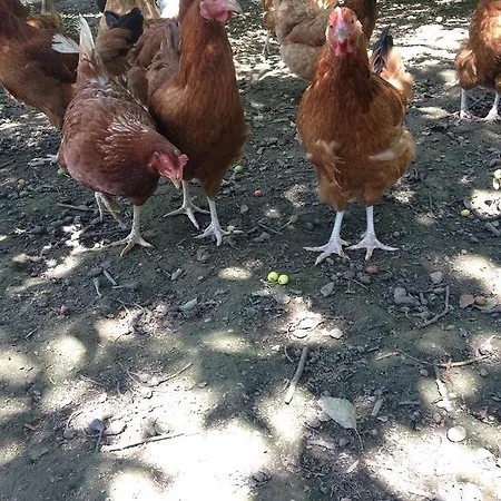 Vakantieboerderij U Macieja Z Kortem Tenisowym