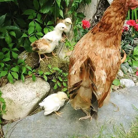 Alojamento de Turismo Rural U Macieja